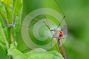 The cranefly