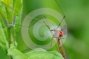 The cranefly photo