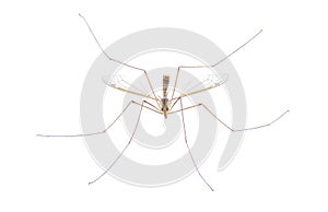 Cranefly species Tipula Sayi daddy longlegs in high definition with extreme focus and DOF depth of field isolated on white