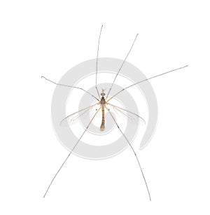 Cranefly species Tipula Sayi daddy longlegs in high definition with extreme focus and DOF depth of field isolated on white