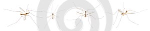 Cranefly species Tipula Sayi daddy longlegs in high definition with extreme focus and DOF depth of field isolated on white