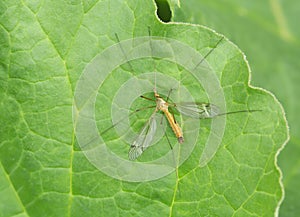 Cranefly, Tipula fascipennis
