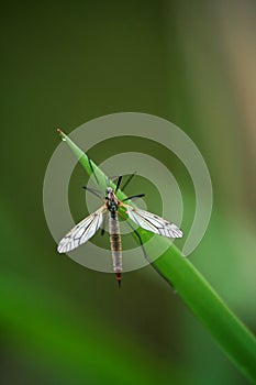 Cranefly Tipula oleracea
