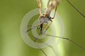 Cranefly Torso