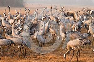 Cranes