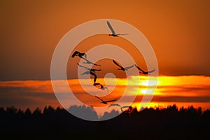 Cranes against the setting sun