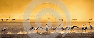 Cranes in a arable field at sunrise. Eurasian Crane, Scientific name: Grus grus, Grus Communis.