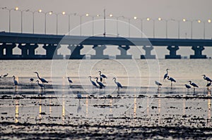 Cranes bird rest at coastal