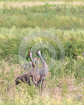 Cranes Calling in Field