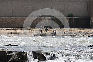 Cranes Catching Fish