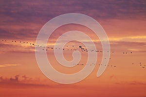 Flying cranes at sunset, Vorpommersche Boddenlandschaft, Germany photo