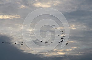 Flight of cranes against cloudy sky, Germany photo