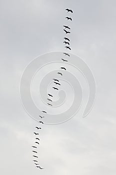 Flight of cranes near the cliffs along the Hohe Ufer, Germany photo