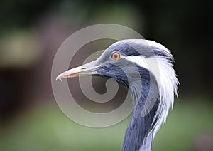 Cranes are a family, the Gruidae, of large, long-legged, and long-necked birds in the group Gruiformes.