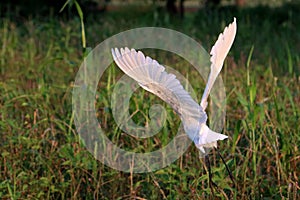 Rear view of Pure White Crane flying, Soaring and green plants background photo