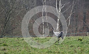 Cranes on the field