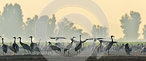 Cranes in a field foraging. Common Crane, Grus grus.