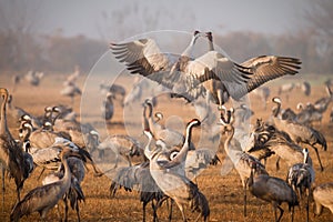 Cranes fighting