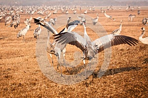 Cranes fighting