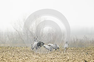 Cranes fighting on a foggy day, Extremadura