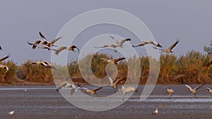 Cranes In Flight, Birds, Fly, Flying, Slow Motion Image