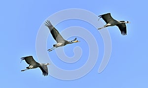 Cranes in flight. Blue sky background. Common Crane, Grus grus or Grus Communis.