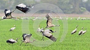 Cranes in flight. The common crane Grus grus