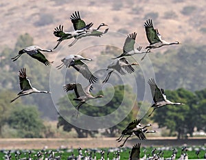 Cranes in flight. Common Crane, Scientific name: Grus grus, Grus communis.