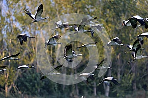 Cranes in flight. Flock of cranes on trees background.