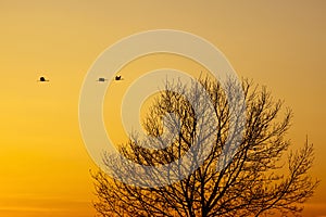 Cranes that fly in the evening light