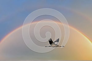 Cranes fly in the sky at sunset. Migratory birds on the Darss. Wildlife photo