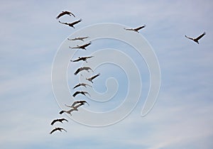 Cranes flying in blue sky