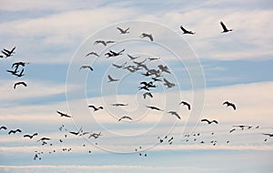 Cranes flying in blue sky