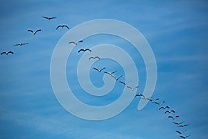 Cranes flying in blue sky