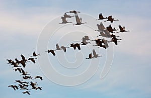 Cranes flying in blue sky