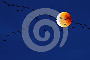 Cranes flying in front of blood moon, partial lunar eclipse, migration birds, teamwork of flying cranes