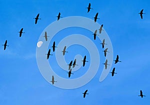 Cranes flying in front of half moon, migration birds, flying cranes