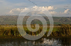 Cranes flying at nature