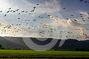 Cranes flying at nature