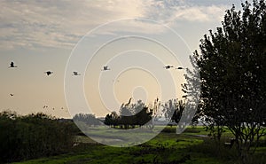 Cranes flying at nature at dusk