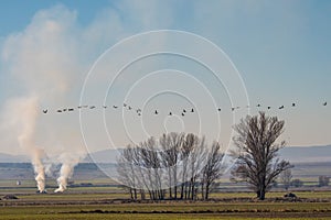 Cranes flying passing plumes of smoke from burning agricultural debris