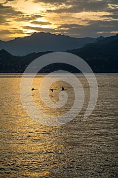 Cranes are flying in sky over the Como Lake near Varenna at sunset, Lombardia, Italy,