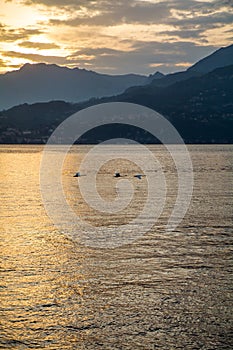 Cranes are flying in sky over the Como Lake near Varenna at sunset, Lombardia, Italy,