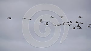 Cranes formation flying in super slow motion