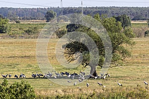 The cranes gather in Brandenburg, before moving south