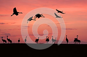 Cranes ( Grus grus )