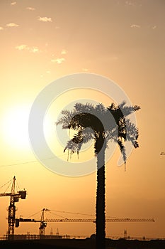 Cranes Guarded By Palm Tree On An Evening Sun