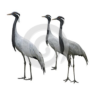 Cranes isolated on white background