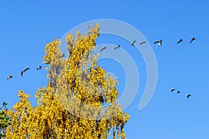 Cranes that migrate to the south in autumn