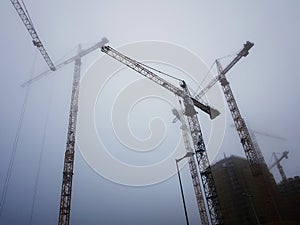 Cranes in the mist